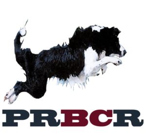 Phoenix Rising Border Collie Rescue Logo